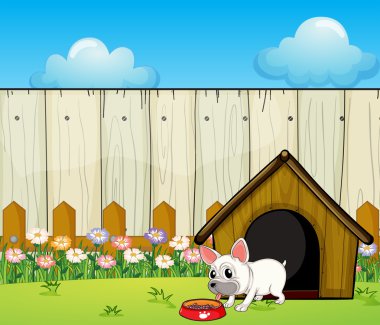 küçük bir köpek eating