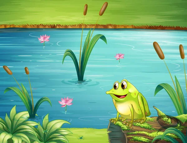 A frog at the riverbank — Stock Vector