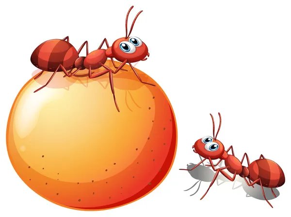 A potato with ants — Stock Vector