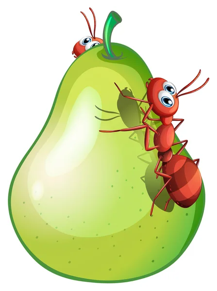 Une poire à deux fourmis — Image vectorielle