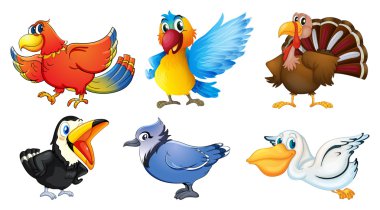 Different types of birds clipart