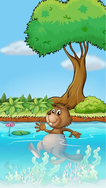 A swimming beaver — Stock Vector