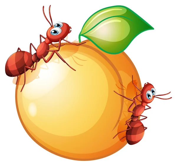 A fruit with two ants — Stock Vector