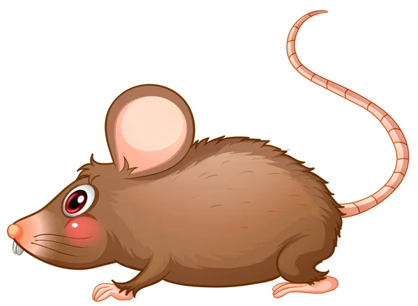 A rat with a long tail — Stock Vector