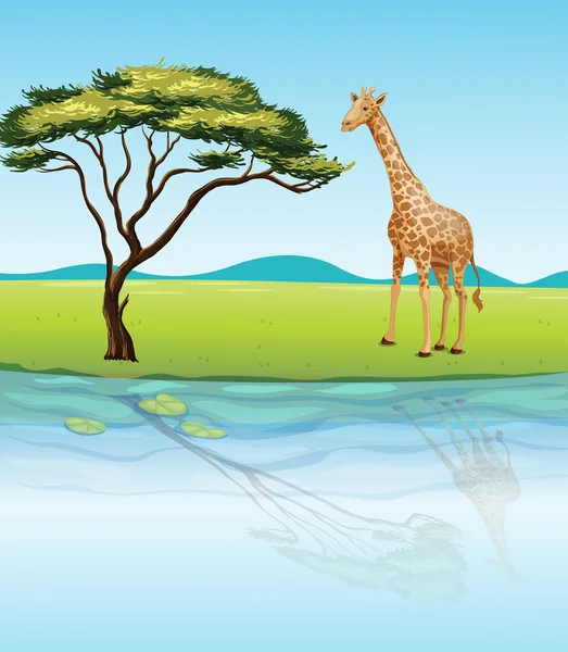 Une girafe au bord de la rivière — Image vectorielle