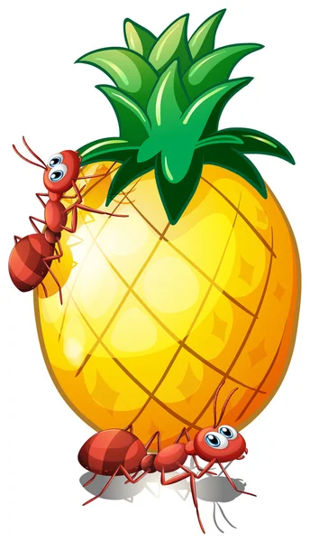 Két hangyák egy ananász gyümölcs — Stock Vector