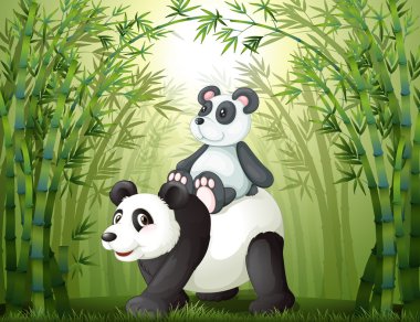 Bambu ormanı içinde iki pandalar