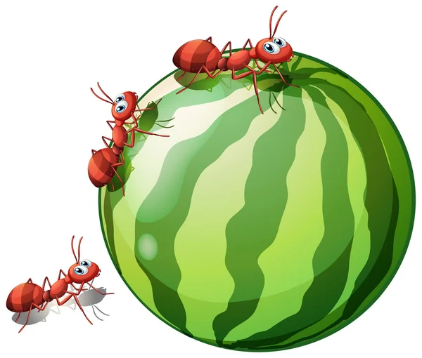 A watermelon with three ants — Stock Vector