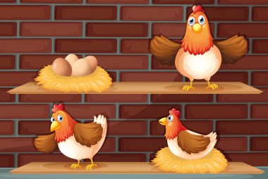 Positions of a hen laying eggs vector