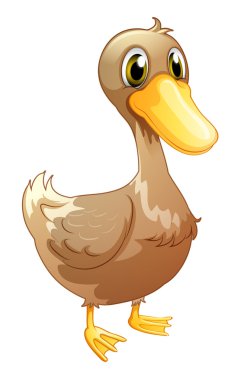 kahverengi yavru ördek
