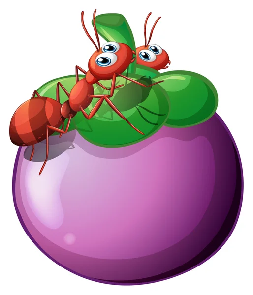 Две муравьи и фиолетовые плоды — стоковый вектор
