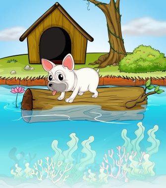 yüzen bir gövde üzerinde bir köpek