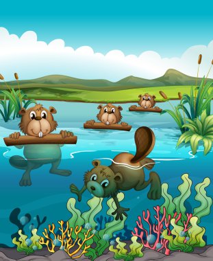 dört beavers nehirde oynarken