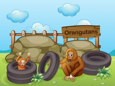 büyük kayalara yakınındaki iki orangutanlar