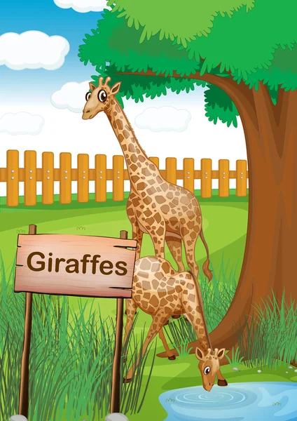 Giraffen binnen de houten omheining — Stockvector