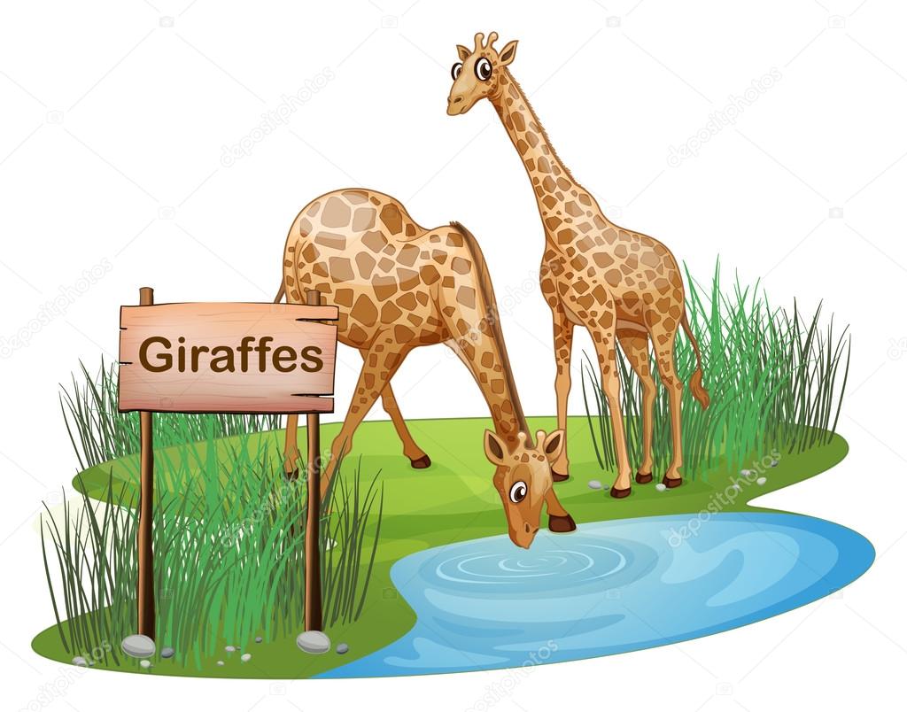 Giraffe drinking Vector Art Stock Images | Depositphotos Giraffe drinking Vector Art Stock Images | Depositphotos