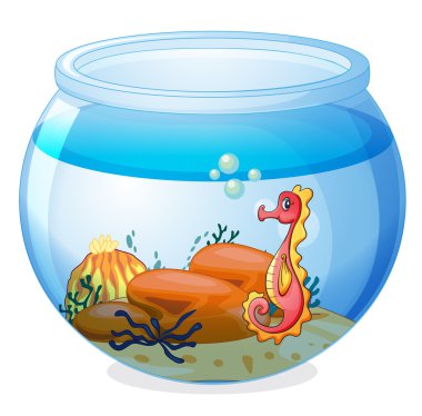 bir akvaryum içinde bir deniz atı