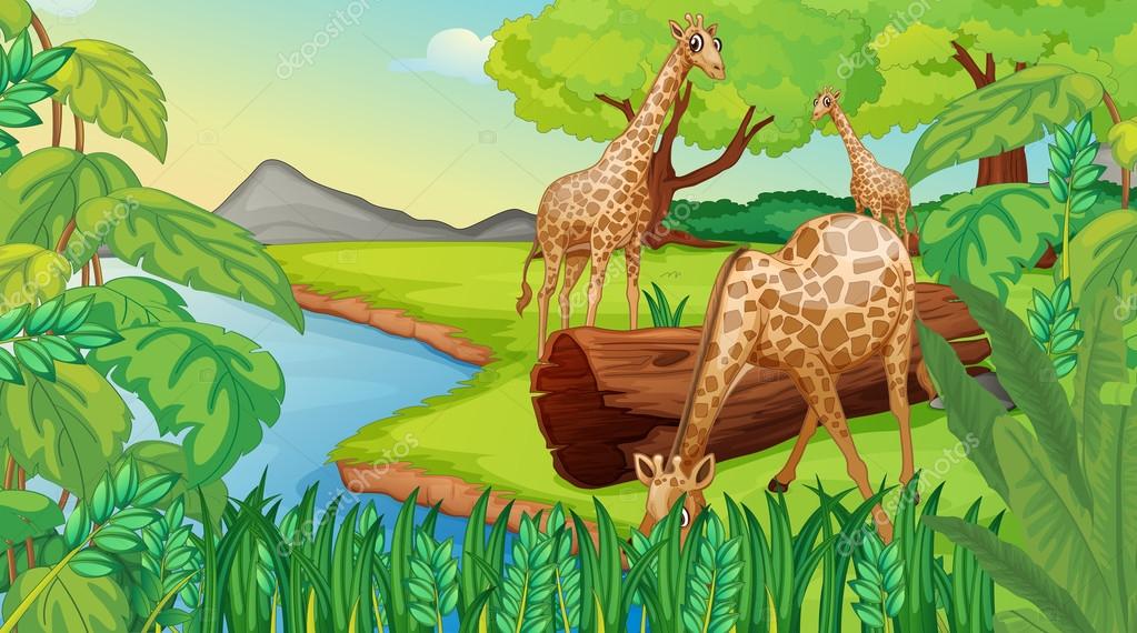 Three giraffes at the riverside Stock Vector Image by ©interactimages #23027330 Three giraffes at the riverside Stock Vector Image by ©interactimages #23027330