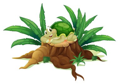 bir kaplumbağa bir gövde üzerinde