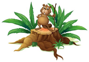 bir sincap bir gövde üzerinde