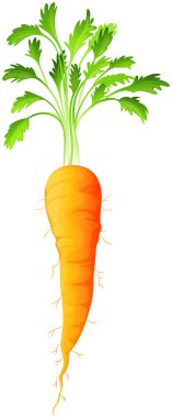 A carrot clipart