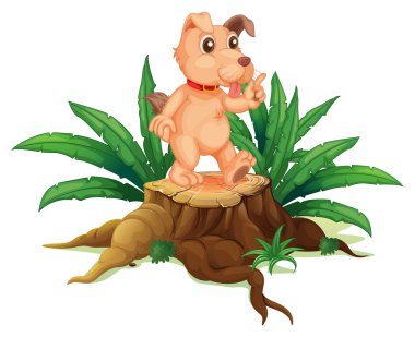 ahşap üzerinde dans köpek