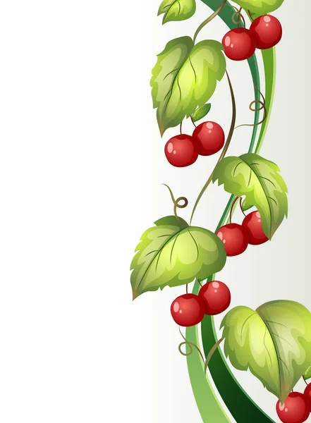 Een wijnstok plant met vruchten — Stockvector