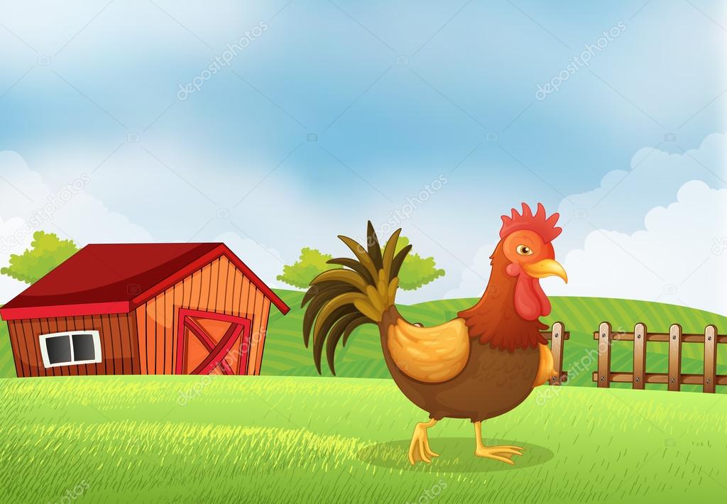 A rooster in the farm with a wooden house at the back