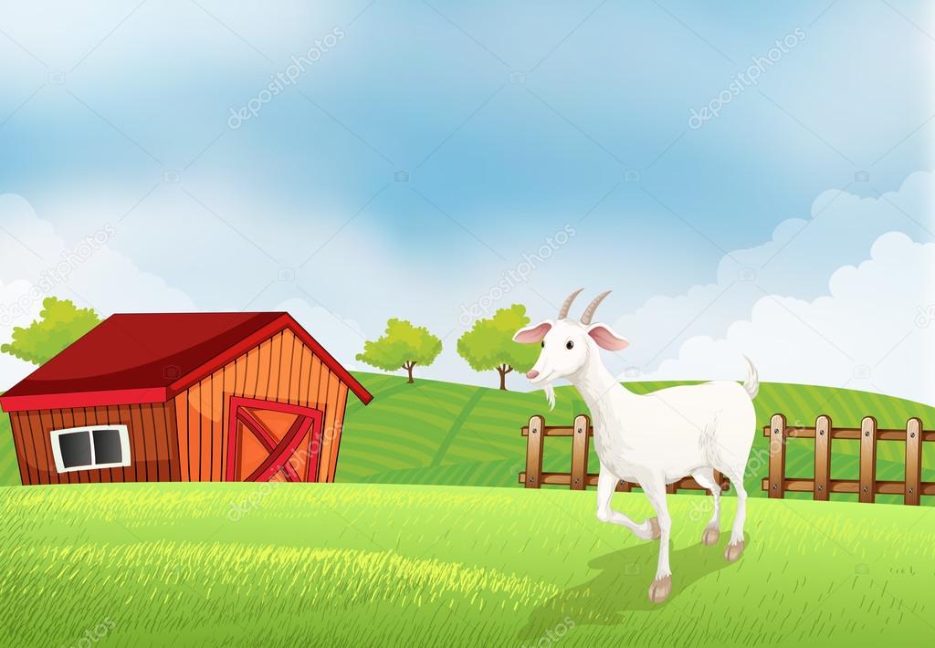 A goat in the farm with a wooden house at the back