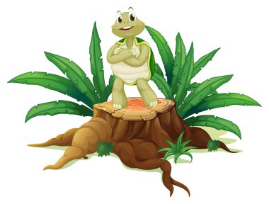 bir kaplumbağa ayakta ahşap yukarıda