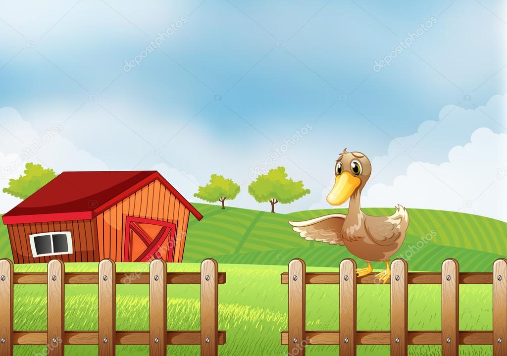 A duck at the farm