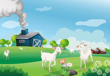 bir grubu ile çok sayıda keçi