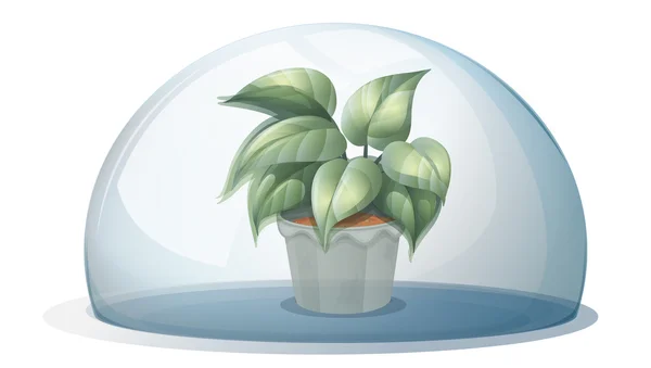 Una planta dentro de una cúpula transparente — Vector de stock