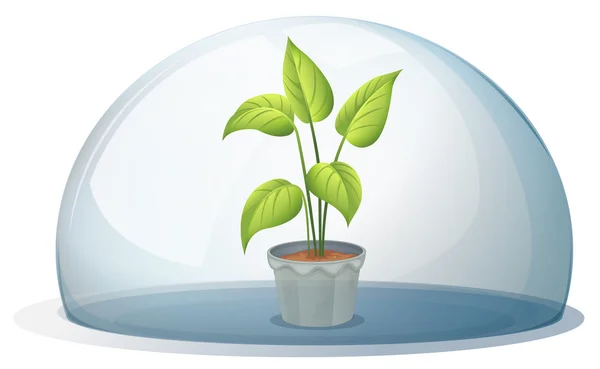 A plant in a pot inside a transparent dome — Stock Vector