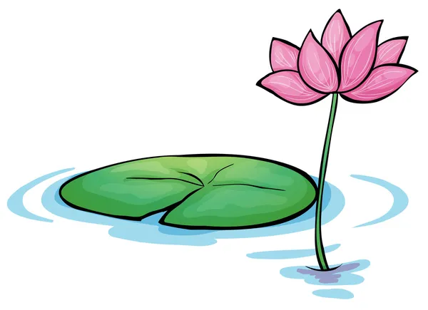 Una flor de Waterlily — Vector de stock