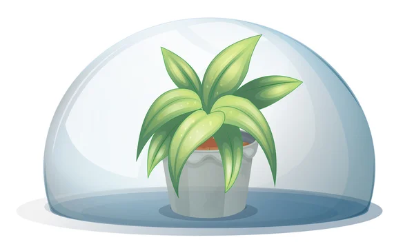Uma planta em um pote dentro de um arco transparente — Vetor de Stock