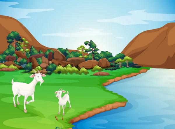 Dwie kozy w brzegu — Wektor stockowy