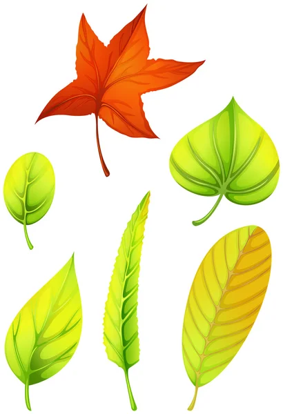 Шесть разных листьев — стоковый вектор