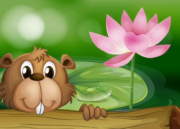 A beaver beside a pink flower — Stock Vector