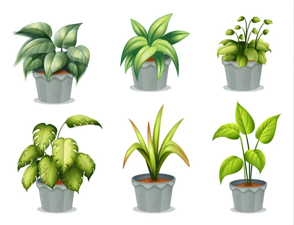 Sechs Blattpflanzen mit Topf — Stockvektor