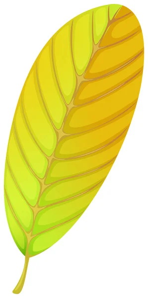 An elliptic leaf — Stock Vector