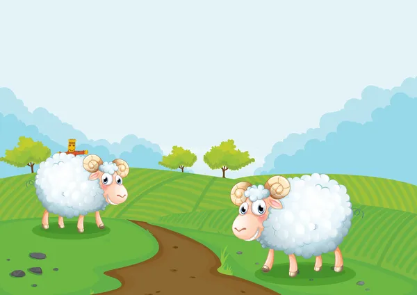 Twee sheeps in de farm — Stockvector