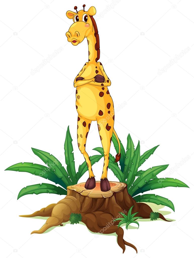 A giraffe standing above a stump