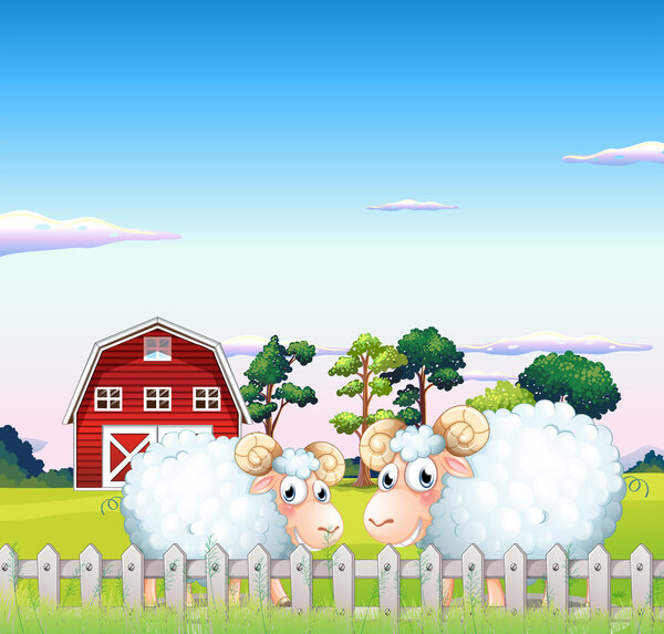 Две овцы внутри забора с амбаром сзади
