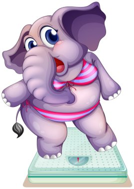 tartı ölçek üzerinde bir fil