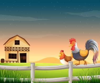horoz ve tavuk barnhouse yakın
