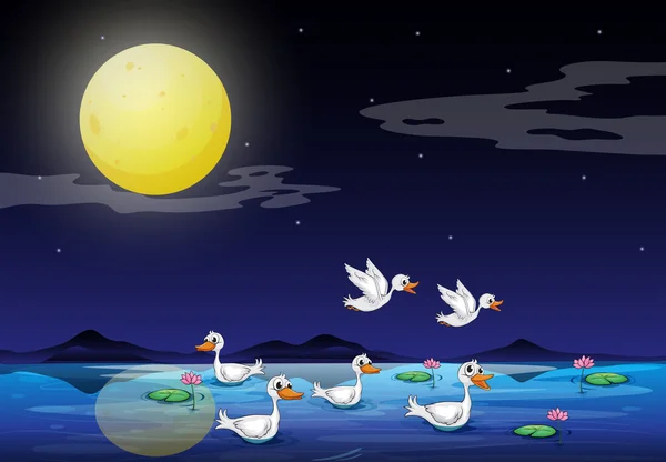 Ducks at the pond in a moonlight scenery — Stock Vector