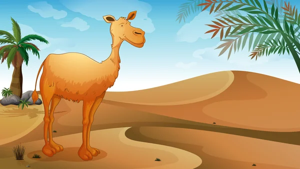 Un desierto con un camello solitario — Vector de stock