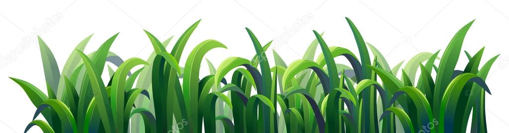Green elongated grasses