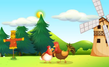tavuk ve horoz Farm